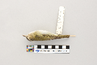 Vireo olivaceus image