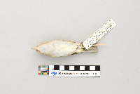 Vireo olivaceus image