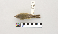 Vireo gilvus image