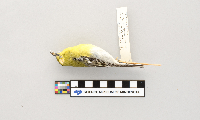 Vireo flavifrons image