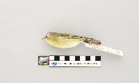 Vireo philadelphicus image