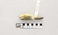 Vireo philadelphicus image