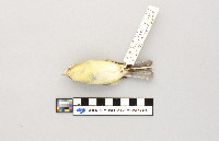 Vireo philadelphicus image