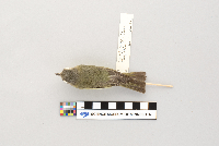 Vireo philadelphicus image