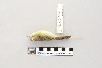 Vireo philadelphicus image