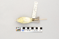 Vireo philadelphicus image