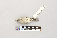 Image of Vireo huttoni