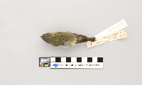 Vireo philadelphicus image