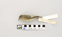 Vireo philadelphicus image