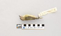 Vireo philadelphicus image