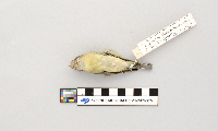 Vireo philadelphicus image