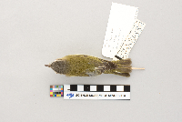 Vireo olivaceus image