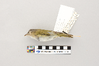 Vireo olivaceus image