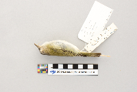Vireo olivaceus image