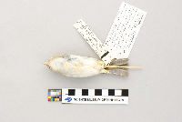 Vireo olivaceus image