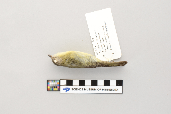Vireo philadelphicus image