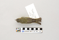 Vireo philadelphicus image