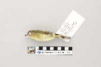 Vireo philadelphicus image