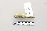 Vireo philadelphicus image