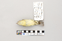 Vireo philadelphicus image