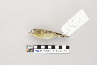 Vireo philadelphicus image