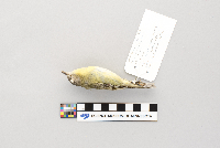 Vireo philadelphicus image