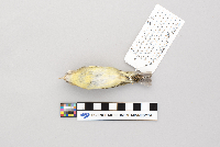 Vireo philadelphicus image