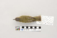 Vireo olivaceus image