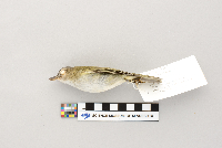 Vireo olivaceus image