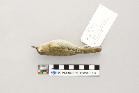 Vireo olivaceus image