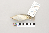 Vireo olivaceus image
