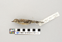 Dendroica coronata image