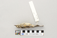 Dendroica coronata image