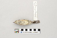Dendroica coronata image