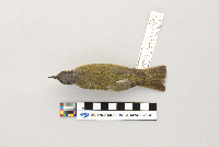 Vireo olivaceus image