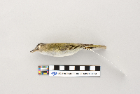 Vireo olivaceus image
