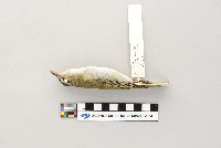 Vireo olivaceus image