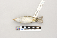Vireo olivaceus image