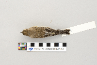 Dendroica coronata image