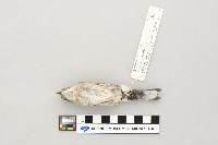 Dendroica coronata image