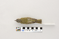 Vireo olivaceus image
