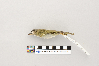 Vireo olivaceus image
