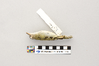 Vireo olivaceus image