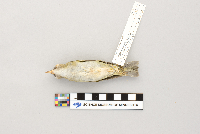 Vireo olivaceus image