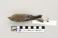 Dendroica coronata image