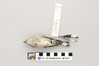 Dendroica coronata image