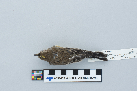 Dendroica coronata image