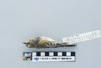 Dendroica coronata image