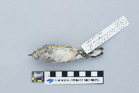 Dendroica coronata image
