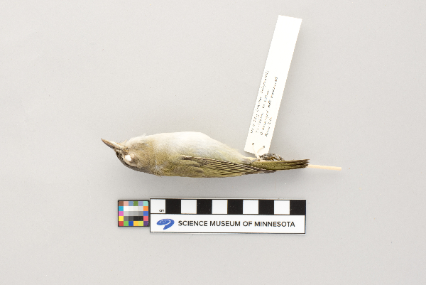 Vireo olivaceus image
